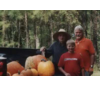 Gathering Pumpkins